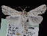  ( - KSLEP1242)  @11 [ ] Copyright (2018) Kenneth H Stead Canadian National Collection of Insects, Arachnids and Nematodes