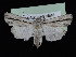  ( - KSLEP1243)  @11 [ ] Copyright (2018) Kenneth H Stead Canadian National Collection of Insects, Arachnids and Nematodes