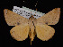  ( - KSLEP1249)  @11 [ ] Copyright (2018) Kenneth H Stead Canadian National Collection of Insects, Arachnids and Nematodes