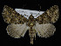  ( - KSLEP1256)  @11 [ ] Copyright (2018) Kenneth H Stead Canadian National Collection of Insects, Arachnids and Nematodes