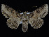  (Zale vargoi - KSLEP1261)  @11 [ ] Copyright (2018) Kenneth H Stead Canadian National Collection of Insects, Arachnids and Nematodes
