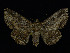  ( - KSLEP1262)  @11 [ ] Copyright (2018) Kenneth H Stead Canadian National Collection of Insects, Arachnids and Nematodes