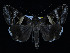  ( - KSLEP1278)  @11 [ ] Copyright (2018) Kenneth H Stead Canadian National Collection of Insects, Arachnids and Nematodes