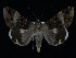  ( - KSLEP1280)  @12 [ ] Copyright (2018) Kenneth H Stead Canadian National Collection of Insects, Arachnids and Nematodes