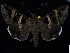  ( - KSLEP1281)  @11 [ ] Copyright (2018) Kenneth H Stead Canadian National Collection of Insects, Arachnids and Nematodes
