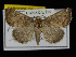  ( - KSLEP1283)  @13 [ ] Copyright (2018) Kenneth H Stead Canadian National Collection of Insects, Arachnids and Nematodes