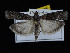  ( - KSLEP1289)  @13 [ ] Copyright (2018) Kenneth H Stead Canadian National Collection of Insects, Arachnids and Nematodes