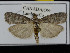  ( - KSLEP1302)  @11 [ ] Copyright (2018) Kenneth H Stead Canadian National Collection of Insects, Arachnids and Nematodes