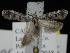  ( - KSLEP1317)  @11 [ ] Copyright (2018) Kenneth H Stead Canadian National Collection of Insects, Arachnids and Nematodes