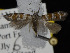  ( - KSLEP1322)  @11 [ ] Copyright (2018) Kenneth H Stead Canadian National Collection of Insects, Arachnids and Nematodes