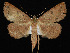  ( - KSLEP1432)  @14 [ ] Copyright (2019) Kenneth H Stead Canadian National Collection of Insects, Arachnids and Nematodes