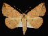  (Hemeroplanis floccalis - KSLEP1433)  @15 [ ] Copyright (2019) Kenneth H Stead Canadian National Collection of Insects, Arachnids and Nematodes