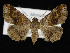  ( - KSLEP1438)  @11 [ ] Copyright (2019) Kenneth H Stead Canadian National Collection of Insects, Arachnids and Nematodes