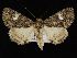  ( - KSLEP1439)  @14 [ ] Copyright (2019) Kenneth H Stead Canadian National Collection of Insects, Arachnids and Nematodes