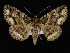  ( - KSLEP1440)  @11 [ ] Copyright (2019) Kenneth H Stead Canadian National Collection of Insects, Arachnids and Nematodes