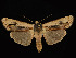 ( - KSLEP1445)  @14 [ ] Copyright (2019) Kenneth H Stead Canadian National Collection of Insects, Arachnids and Nematodes