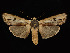  ( - KSLEP1446)  @14 [ ] Copyright (2019) Kenneth H Stead Canadian National Collection of Insects, Arachnids and Nematodes