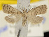  ( - KSLEP1506)  @13 [ ] Copyright (2019) Kenneth H Stead Canadian National Collection of Insects, Arachnids and Nematodes