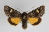  (Coranarta cordigera - KS0042)  @14 [ ] Unspecified (default): All Rights Reserved  Unspecified Unspecified