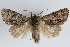  (Acronicta menyanthidis - KS0093)  @14 [ ] Unspecified (default): All Rights Reserved  Unspecified Unspecified