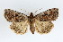  (Coenophila - KS0107)  @15 [ ] Unspecified (default): All Rights Reserved  Unspecified Unspecified
