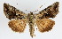  (Syngrapha interrogationis - KS0142)  @15 [ ] Unspecified (default): All Rights Reserved  Unspecified Unspecified