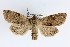  (Orthosia incerta - KS0179)  @14 [ ] Unspecified (default): All Rights Reserved  Unspecified Unspecified