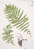  ( - AP452)  @11 [ ] Copyright (2009) Unspecified University of Guelph BIO Herbarium