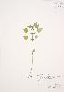  (Pilea fontana - AP330)  @11 [ ] Unspecified (default): All Rights Reserved  Unspecified Unspecified