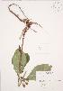  (Triosteum aurantiacum - AP386)  @11 [ ] Unspecified (default): All Rights Reserved  Unspecified Unspecified