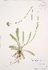  (Hieracium piloselloides - AP466)  @11 [ ] Unspecified (default): All Rights Reserved  Unspecified Unspecified