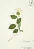  (Lonicera hirsuta - AP165)  @11 [ ] Unspecified (default): All Rights Reserved  Unspecified Unspecified