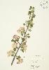  (Malus domestica - AP019)  @11 [ ] Unspecified (default): All Rights Reserved  Unspecified Unspecified