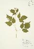  ( - AP106)  @11 [ ] Copyright (2009) Unspecified University of Guelph BIO Herbarium