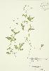  ( - JAG 0015)  @11 [ ] Copyright (2009) Unspecified University of Guelph BIO Herbarium