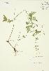  ( - JAG 0015)  @11 [ ] Copyright (2009) Unspecified University of Guelph BIO Herbarium