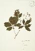  (Parthenocissus inserta - AP185)  @11 [ ] Unspecified (default): All Rights Reserved  Unspecified Unspecified