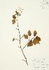  (Amelanchier laevis - AP442)  @11 [ ] Unspecified (default): All Rights Reserved  Unspecified Unspecified