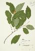  (Celastrus scandens - AP396)  @11 [ ] Unspecified (default): All Rights Reserved  Unspecified Unspecified