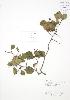  (Crataegus chrysocarpa - AP316)  @11 [ ] Unspecified (default): All Rights Reserved  Unspecified Unspecified