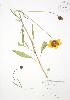  (Coreopsis pubescens - AP472)  @11 [ ] Unspecified (default): All Rights Reserved  Unspecified Unspecified