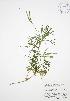  ( - AP326)  @11 [ ] Copyright (2009) Unspecified University of Guelph BIO Herbarium