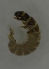  ( - 17KT054)  @11 [ ] CreativeCommons - Attribution (2017) Kitiya Thawarorit PNU Thailand