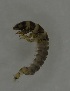  ( - 17KT057)  @11 [ ] CreativeCommons - Attribution (2017) Kitiya Thawarorit PNU Thailand
