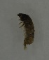  ( - 17KT060)  @11 [ ] CreativeCommons - Attribution (2017) Kitiya Thawarorit PNU Thailand