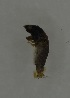  ( - 17KT063)  @11 [ ] CreativeCommons - Attribution (2017) Kitiya Thawarorit PNU Thailand