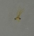  ( - 17KT155)  @11 [ ] CreativeCommons - Attribution (2017) Kitiya Thawarorit PNU Thailand