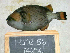  ( - KUT 4656)  @13 [ ] Unspecified (default): All Rights Reserved  University of Kansas Biodiversity Institute (KUBI) Unspecified