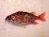  (Sargocentron punctatissimum - KUT 5508)  @13 [ ] Unspecified (default): All Rights Reserved  University of Kansas Biodiversity Institute (KUBI) Unspecified