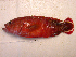  ( - KUT 5554)  @13 [ ] Unspecified (default): All Rights Reserved  University of Kansas Biodiversity Institute (KUBI) Unspecified